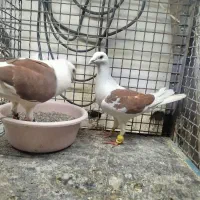 یک جفت پشت گراف آلمانی عطیقه