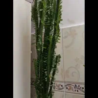 اجاره گردو