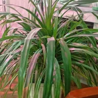 گل طبیعی پاندانوس غول سینگنیوم صورتی لیندا