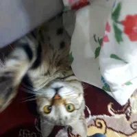 واگذاری گربه خانگی