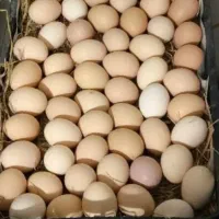 تخم مرغ و تخم اردک