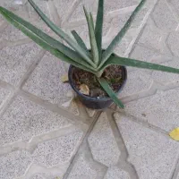 آلوئه ورا مخصوص عطاری برای پوست و صورت