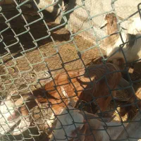 بز پازن و ماده