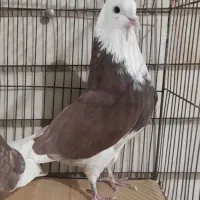 4تا کفتر نر پرش سنگین