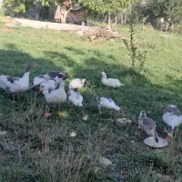 غاز
