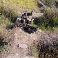 جوجه اسرائیلی