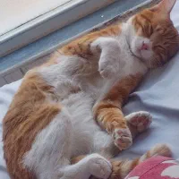 گربه گم شده|حیوانات|تبریز, |دیوار