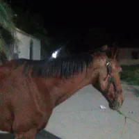 اسب مادیان|اسب و تجهیزات اسبسواری|نرماشیر, |دیوار