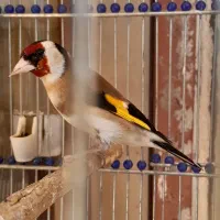 سهره باغی نر مست