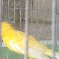 قناری ماده