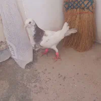 کبوتر