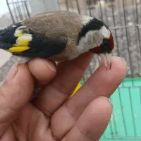 یه عدد سهره مایل به معاوضه هستم