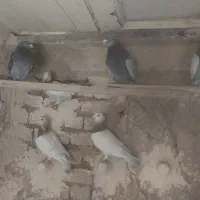 ۷ عدد پرنده هوایی