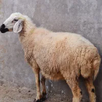 فروش یک عدد گوسفند آبستن سه قلو زا