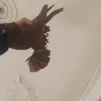 قرمز  گوی گویروخ قره