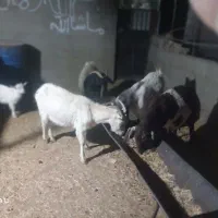 بزسانن‌. ‌بز‌پاکستانی‌.دورگ‌فروشی|حیوانات مزرعه|قائن, |دیوار