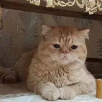 گربه