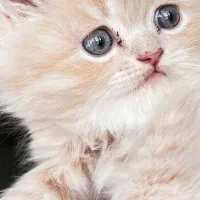 گربه اشرافی|گربه|مرودشت, پشت سایپا|دیوار