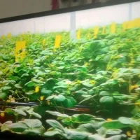 ال سی دی 42اینچ الجی