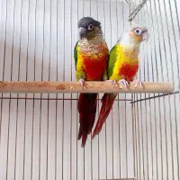 یک جفت گرینچیک مولد معاوضه با طوطی