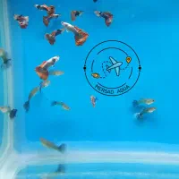 ماهی اکواریوم گوپی آنجل فایتر تایگر مولی