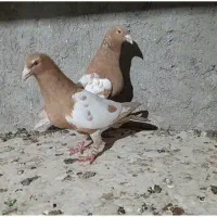 کارل میولمنز اصل