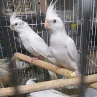طوطی عروس پاریس|پرنده|شیراز, فضل‌آباد|دیوار