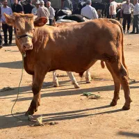گوساله