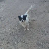 سگ پاکوتاه|سگ|قوچان, |دیوار