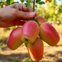 نهال آرش سیب گردوبادام گیلاس گلابی زردآلوخاص