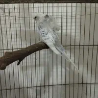مرغ عشق پروانه ای نر