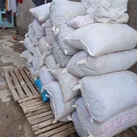 فروش بلوط تازه