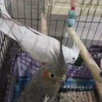 عروس هلندی مولد