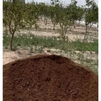 کود گاوی