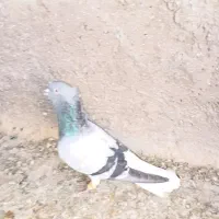 کبوتر رنگی نمونه