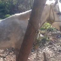 اسب ۴ سال همچی عالی هم سواری هم باری|اسب و تجهیزات اسبسواری|گوراب زرمیخ, |دیوار