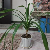 گل پاندانوس بزرگ