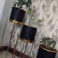 گلدان به همراه گل|گل و گیاه طبیعی|گرگان, |دیوار