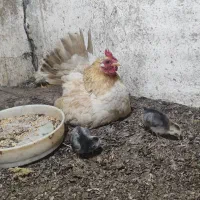 مرغ عشق  جاپنیز عروس بلدرچین مینیاتوری معاوضه دارم