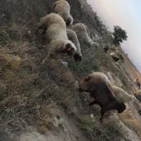 فروش حیوانات|حیوانات مزرعه|دهلران, |دیوار