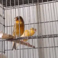 قناری رسمی نژاد خوب ۱۲عدد نر و ماده