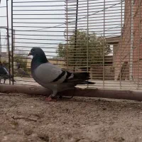 کبوتر مسافتی و سوسکی سبز