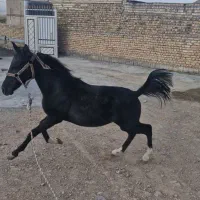 کره مشکی