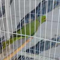 ملنگو نر و عروس البینو بالغ