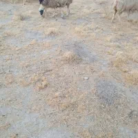 15 راس میش داشتی