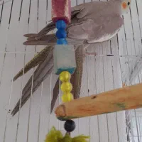 گمشده