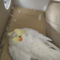 عروس هلندی ماده