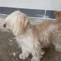 سگ پاکوتاه|سگ|ابهر, |دیوار