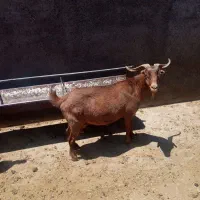 بز سالم جوان