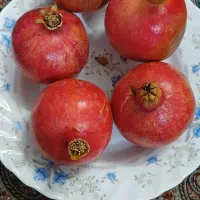 انار آبدار میخوش|خوردنی و آشامیدنی|یزد, |دیوار